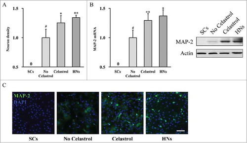 FIGURE 4. Celastrol improves differentiation of mouse inner ear stem cells to neurons. Inner ear stem cells were subjected to neuronal differentiation for 2 weeks, in the presence (Celastrol) or absence (No Celastrol) of 2 μM Celastrol, using undifferentiated inner ear stem cells (SCs) as negative control, and hippocampal neurons as positive control (HNs). (A) Density of neurons in culture. (B) MAP-2 mRNA and protein expressions in the culture were measured by RT-PCR and Western blot analyses, respectively. Values were shown as mean + SD. *p < 0.05, **p < 0.01, compared to no Celastrol control. # p < 0.05, compared to SCs. (C) Representative fluorescence images of the differentiated neuronal culture, stained for MAP-2 in green and DAPI in blue. Scale bar 200 µm.