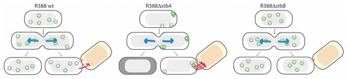 Figure 3 Schematic model to explain the role of the StbAB system.Citation21 Open and shaded regions indicate nucleoid and cytosol spaces, respectively. Blue arrows indicate segregation of the host chromosome, and red arrows represent conjugative transfer to recipient cells (light red nucleoid). Plasmid R388 molecules are evenly distributed both in nucleoid and cytosol areas. At cell division, each daughter cell contains plasmid copies. Localization of plasmid copies at the cell pole is correlated with R388 capacity to undergo conjugative transfer. In contrast, DNA molecules of plasmid R388ΔstbA are exclusively localized in cytosol spaces toward the cell poles and the cell center. This is correlated with plasmid instability, since cells containing all copies in one side of the cell give rise to plasmid-free cells (dark cytoplasm), and with high conjugation frequency, since there are more plasmid copies at the poles. DNA molecules of plasmid R388ΔstbB are distributed in nucleoid but not in cytosol spaces, which correlates with a defect in conjugative transfer.