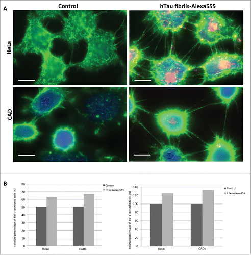 FIGURE 2. TNT number is increased in cells containing tau fibrils. A: Representative pictures of HeLa (top) and CAD (bottom) cells labeled with WGA-Alexa 488 (green) in control untreated conditions (left) or incubated with Alexa-555 tau fibrils (red) for 16 h (right). Scale bar: 15 and 10 µm for HeLa and CAD respectively. B: Quantification of TNT connected cells from experiment done in A. Absolute and relative data are shown in left and right respectively.