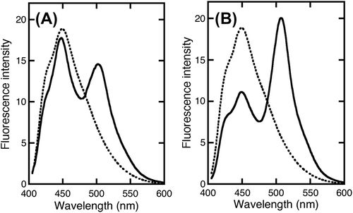 Fig. 6. FRET between ΔN-PrP-EBFP and NRG-EGFP. FRET was investigated by combining by ΔN-PrP-EBFP with EGFP alone (A) and PrP-EBFP with NRG-EGFP (B).