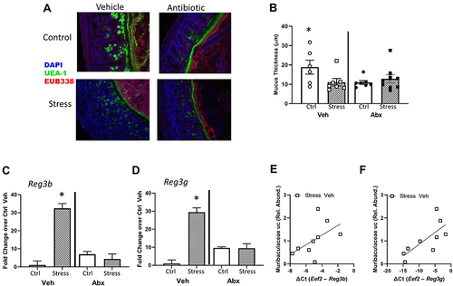 Figure 4 Intestinal mucus thickness is affected by both stress and administration of antibiotics. (A) Representative FISH staining of total bacteria (EUB-338-Cy3), lectin-based fluorescence staining for terminal fucose on mucin (UEA1-flouorescein; fucose), and host nuclei staining (DAPI) in the colon of Stress and Ctrl mice treated with Abx or Veh. (B) quantification of mucus thickness showed that Stress reduced mucus thickness, but this was dependent upon an intact microbiome (Stress x Abx interaction, p < 0.05). While Stress decreased mucus thickness in animals treated with Veh, this effect was not abrogated (nor exacerbated) by Abx. But, Abx reduced mucus thickness in Ctrl mice (*p < 0.05 vs all other groups). (C) Colonic Reg3b and (D) Reg3g gene expression was increased by Stress, but this effect was dependent upon an intact microbiome (*p < 0.05 vs all other groups). Stress-induced reductions in (E) Reg3b and (F) Reg3g were associated with the relative abundance of an unclassified genus of bacteria in the family Muribaculaceae in vehicle-treated Str mice only (p < 0.05). n = 6–9 mice per group from 3 replicate experiments.