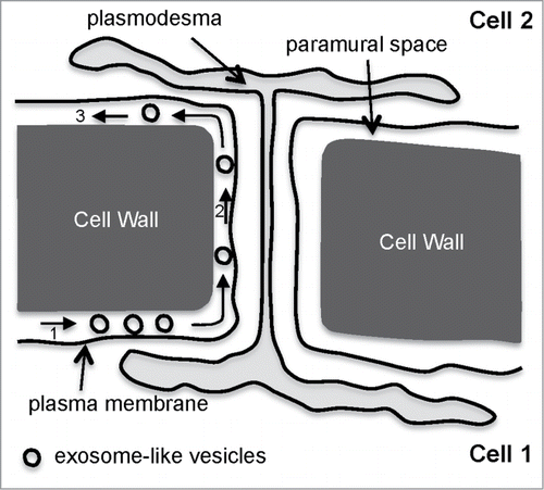 Figure 2. A model for exosome-like vesicle movement in the paramural space for bypassing the cell wall. First, exosome-like vesicles from cell 1 are released in the paramural space (1), and then travel until they encounter the apoplastic face of a plasmodesma (2) to cross over to the paramural space of cell 2 (3).