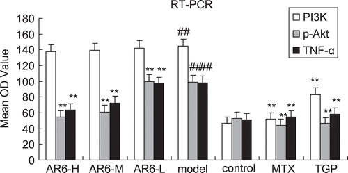 Figure 9.  The effect of AR-6 on the expression of TNF-α mRNA, PI3K mRNA and p-Akt mRNA of CIA rats (n = 4, mean ± S.D.). ##p < 0.01 vs. control; **p < 0.01 vs. model group. AR-6 high dose (AR6-H), AR-6 middle dose (AR6-M), AR-6 low dose (AR6-L), methotrexate (MTX) and total glucosides of paeony (TGP).