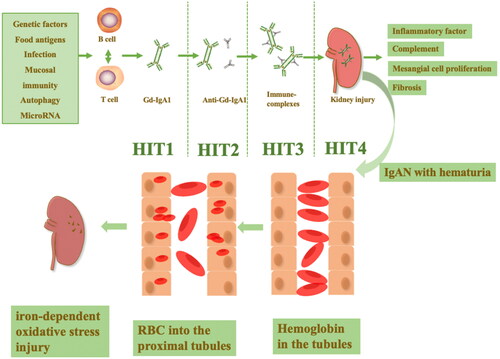 Figure 1. The ‘multi-hit pathogenesis’ of IgAN and hematuria in IgAN. The microbiota, genetic susceptibility, food antigens, infection, mucosal immunity, autophagy and microRNA all contribute to the pathogenesis of IgAN. The ‘multi-hit pathogenesis’ explains the formation of circulating complexes deposited in the glomerular membranes, activating mesangial cells and complement and leading to kidney injury in IgAN. In IgAN patients with hematuria, the entry of red blood cells into the proximal tubule can contribute to red blood cell uptake by the renal tubules and the accumulation of intratubular hemoglobin, leading to iron-dependent oxidative stress renal interstitial injury.