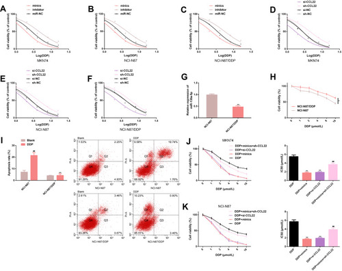 Figure 4 Up-regulating miR-130a-5p conduces to reverse the chemosensitivity of DDP-resistant GC cells and improve the chemosensitivity of non-resistant GC cells. (A and B) Effect of miR-130a-5p on DDP sensitivity of GC cells. (C) Effect of miR-130a-5p on chemosensitivity of DDP-resistant GC cells. (D and E) Effect of CCL22 on DDP sensitivity of GC cells. (F) Effect of CCL22 on chemosensitivity of DDP-resistant GC cells. (G) Expression of miR-130a-5p in DDP-resistant GC cells and non-resistant GC cells. (H) Proliferation of DDP-resistant GC cells and non-resistant GC cells. (I) Apoptosis rate and flow cytometry of DDP-resistant GC cells and non-resistant GC cells. (J and K) Proliferation of GC cells exposed to DDP and IC50.Notes: *Represents a comparison with NCI-N87 or between the two groups (P<0.05); **Represents P<0.01; ##Represents a comparison with blank or DDP+mimics (P<0.01).