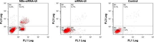 Figure S2 The percentage of apoptotic cells quantified by Annexin V and PI flow cytometry in the NBs-siRNA-UI, siRNA-UI, and control groups.