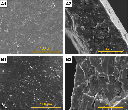 Figure S1 SEM images of PTMC/PLA fiber composites after 35 days in vitro release tests: PTMC/PLA 1 (A1) surface, (A2) cross-section and PTMC/PLA 2 (B1) surface, (B2) cross-section (scale bar 20 µm).Abbreviations: PLA, poly(lactic acid); PTMC, poly(trimethylene carbonate); SEM, scanning electron microscopy.