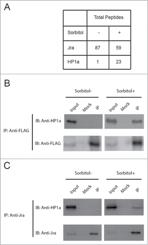 Figure 1. Jra interacts with HP1a under osmotic stress. (A) S2 cells stably expressing Jra-FLAG were treated with or without sorbitol. Nuclear extracts prepared from these cells were then subjected to co-immunoprecipitation assay using anti-FLAG antibody. The eluate was analyzed by Western blot assay using antibodies as indicated. (B) Nuclear extracts prepared from wild type S2 cells treated with or without sorbitol were subjected co-immunoprecipitation assay using anti-Jra antibody. The eluate was analyzed by Western blot assay using antibodies as indicated.