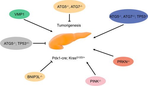 Figure 2 Role of autophagy regulatory factors in pancreatic tumorigenesis in mice with mutant KRAS.