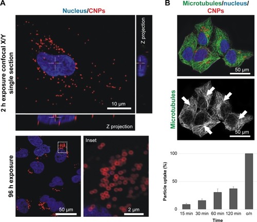 Figure 2 CNP cellular uptake and intracellular distribution.Notes: (A) Confocal microscopy image of HeLa cells containing intracellular CNPs at 2 and 96 h. The white cross (also visible in the lateral projections) indicates the position of a cytoplasmic particle (red channel) 2 h after exposure. CNPs accumulate at the centrosomal region of the cells 96 h after initial contact (inset). (B) Confocal microscopy projection image of HeLa cells containing fluorescent CNPs displaying no abnormalities in the microtubule cytoskeleton. These tubulin nanofilaments irradiate from well-organized centrosomes (arrows). Cell nuclei (blue channel) of cells exposed to CNPs present a healthy appearance.Abbreviations: CNP, CNT-bearing particle; CNTs, carbon nanotubes; o/n, overnight.