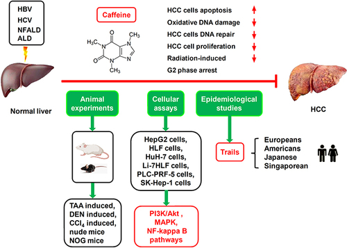 Figure 2 Preclinical (animal experiments and cellular assays) and clinical studies (epidemiological investigations) have confirmed that moderate coffee consumption reduces the risk of HCC. We suggest that these results might be, at least in part, associated with the antagonist activity of caffeine on adenosine-A2AR–mediated growth-promoting effects on HCC cells. Adenosine-mediated cancer pathways include those of MAPK, NF-kappa B, and PI3K/Akt.