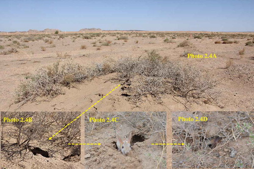 Figure 9. Nitraria tangutorum nebkhas are ideal habitats for Allactaga sibirica at the edge of Gebi Desert in the Hexi corridor. (Photo 2.4A, N. tangutorum nebkha; Photo 2.4B, A. sibirica burrow; Photo 2.4 C and 2.4D, A. sibirica prowls close to its burrow). Photo by Weicheng Luo and Jiliang Liu