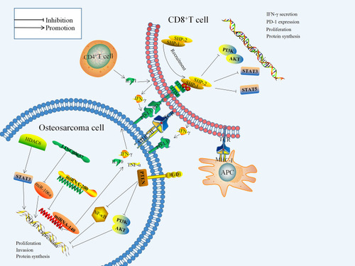 Figure 1 B7-H1/PD-1 signaling pathway in osteosarcoma.