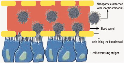 Figure 2. Intravenous administration of nanoparticles. Nanoparticles attached with specific antibodies target the cells expressing the antigens and thereby, it could mediate the cell signaling.