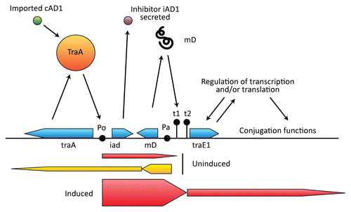 Figure 5 pAD1 region that regulates conjugation. The negative regulator TraA binds to the promoter P0 and dissociates when bound to the pheromone cAD1. A limited amount of transcription occurs from P0 to the terminator t1 in the uninduced state, allowing expression of the inhibitor iAD1. Pa is the promoter for mD, an RNA that enhances transcription termination at t1. Pa is also the promoter for traA. Induction results in transcription through t1 and t2 and into traE1, which encodes a positive regulator for conjugation-related determinants as well as itself.