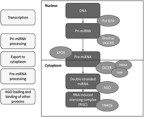 Figure 1. Scheme of miRNA biogenesis.