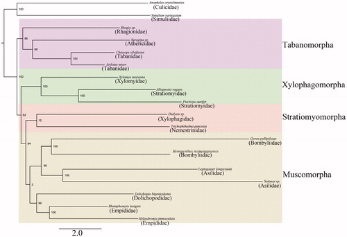 Figure 1. Phylogenetic tree of Brachycera families based on mt genome data.