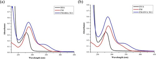 Figure 2. The UV/VIS spectroscopy of FM, protein, and conjugates: (a) identification of immunogen (FM-EDC-BSA); (b) identification of coating antigen (FM-EDC-OVA).