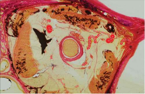 Figure 3. Sections were imported into BioVis 3D. Vessels were selected manually by observer, by adding nodes (red dots) to the relevant regions of interest