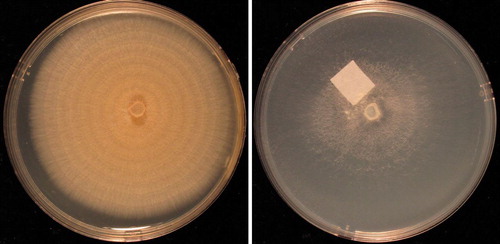 Fig. 6 Fusarium solani cultures on PDA (left) and SNA (right) after 10 days at 25 C under alternating cool white fluorescent light (12 h) and darkness (12 h) in 9-cm-diam Petri plates. From ex-epitype strain NRRL 66304 (FRC S-2364, CBS 140079, G.J.S. 09-1466).