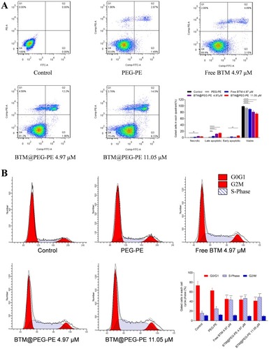 Figure 4 Apoptosis and cell cycle assay. (A) Apoptosis was analyzed using an Annexin V/PI staining kit. (B) Cell cycle was analyzed using a BrdU FITC assay.