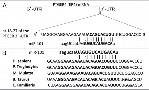Figure 2 Highly conserved miR-101 seed sequence within the PTGER4 mRNA. (A) Computational prediction of miR-101 seed region on PGTER4 mRNA. The miR-101 target sequences are located on nucleotide 18–24 in 3′-UTR of PTGER4. The target region is denoted with bold letters. (B) The miR-101 seed sequence is highly conserved across five species.