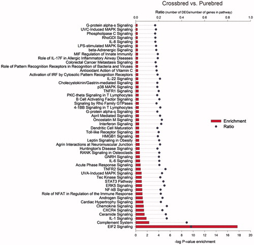 Figure 3. Top 50 enriched pathways of differentially expressed genes between crossbred and purebred cattle. Enrichment of pathways among differentially expressed genes (DEG) between crossbreds and purebreds uncovered by Ingenuity Pathway Analysis. They are the –log10 p-value of enrichment (p = .01 and –log10 p = 2) denoted by the horizontal red bar and the ratio between the number of DEG/number of genes in pathway denoted by the horizontal dot plot.