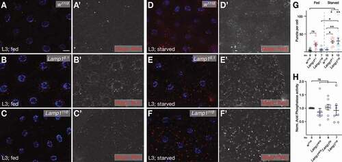 Figure 3. Lysosomal activity. (A-C) Sites of CtsB activity as measured by Magic Red assay are not significantly increased in FB of fed 3rd instar larvae (compare w1118 in A with Lamp16.1 (B) and Lamp111B (C); quantified in G). In contrast, under starved conditions (D-F), Lamp16.1 (E) and Lamp111B (F) have increased CtsB activity (compare to w1118 in D; quantified in G). Nuclei are in blue; grayscale images show Magic Red channel; scale bar: 20 µm. (G) Quantification of Magic Red puncta in FB of indicated genotypes. One-way ANOVA (Tukey correction) P < 0.001. (H) Normalized Acph-1 activity of lysates enriched for lysosomes of fed 3rd instar larvae of indicated genotypes. One-way ANOVA (Dunnett correction). * P < 0.05; **P < 0.01; ns, not significant.