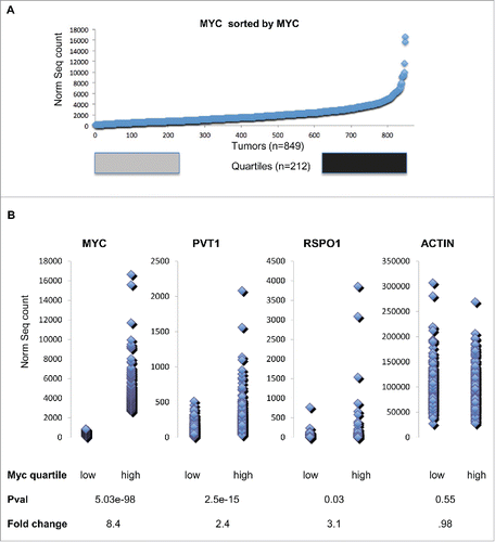 Figure 2. (A) Myc transcript abundance for 849 TCGA Breast cancer tumors sorted by increasing Myc transcript abundance. Tumors within the bottom Quartile are shown in gray and tumors within the top quartile are shown in black. (B) Dot plot comparison of bottom quartile of transcript values compares to top quartile transcript for Myc, Pvt1, Rspo1 and ActB. A two group T-test shows that the Pvt1 and Rspo1 are both significantly higher and show a large average fold change in the top quartile relative to the bottom quartile based on Myc transcript level. ActB is not significantly different by T-test and also by fold change.