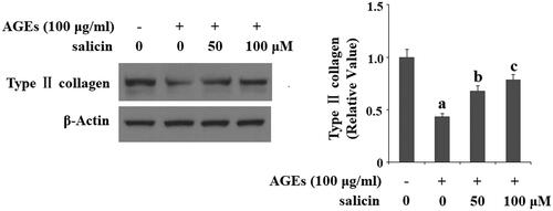 Figure 4. Salicin treatment ameliorated AGEs-induced degradation of type II collagen in human SW1353 cells. Human SW1353 cells were treated with 100 μg/ml AGEs in the presence or absence of 50 and 100 μM salicin for 48 h. Expression of type II collagen was determined by western blot analysis (a, b, c, p < .01 vs. previous column group).