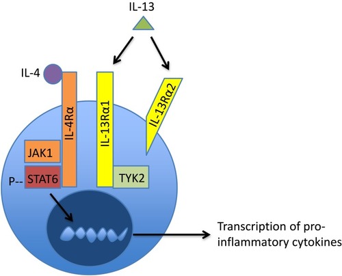 Figure 1 IL-4 and IL-13 mediate the inflammatory response in AD through the shared heterodimeric receptor IL-4Rα/IL-13Rα1. Activation of IL-4Rα/IL-13Rα1 leads to the activation of STAT6, which is a transcription factor that allows for the production of pro-inflammatory cytokines and suppresses the activity of T regulatory cells. IL-13 can also bind IL-13Rα2, which is a decoy receptor that internalizes excess IL-13. Although lebrikizumab blocks the signaling of IL-4Rα/IL-13Rα1, it does not prevent the binding of IL-13 to the decoy receptor and thus, may leave the endogenous regulation of IL-13 intact.