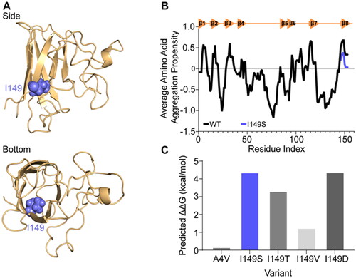 Figure 1. In silico analysis of the effect of mutation at position I149S of SOD1 predicts lower aggregation propensity but greater instability. (A) Side and bottom views of the SOD1 monomer structure showing residue I149 as spheres (blue) oriented into the core of the beta-barrel. (B) Aggrescan 2D measurement of wild-type (WT; black) and I149S (blue) on the aggregation propensity of SOD1. (C) MAESTRO predicted folding stability changes of the mutants at position I149 in SOD1 and A4V, showing that mutation at I149 is predicted to be destabilizing.