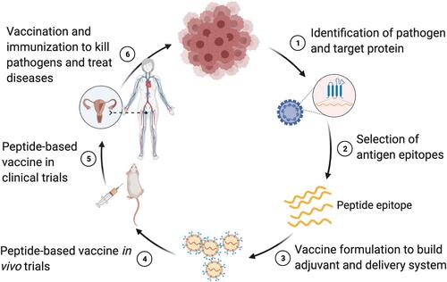 Figure 4 Schematic process of the development of peptide-based vaccines. The whole and successful process of developing peptide-based vaccines is classified into six main steps, including the identification of pathogens and target proteins, selection of antigen epitopes, vaccine formulation to build vaccine candidates, in vivo trials of peptide-based vaccine candidates, clinical trials of vaccine candidates, and final vaccination and immunization in humans against infectious diseases.