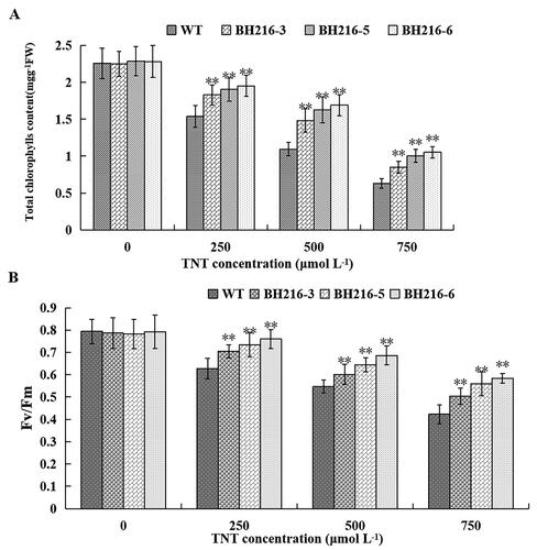 Figure 5. Effect of TNT treatment on photosynthetic activities. (a) Chlorophyll (Chl) changes in wild-type and transformed plants. (b) Fv/Fm changes in wild-type and transformed plants. Wild-type and transformed plants grown in soil for 4-week-old and then soaked with 0, 250, 500 and 750 μmol L−1 TNT for a week. The data represent mean values ± SD (n = 3).
