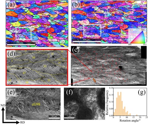 Figure 3. Typical area tracked in the center region: (a) EBSD RD-IPF map at ϵp = 0; (b) EBSD RD-IPF map at ϵp = 0.16; (c) surface morphology under SEM (mosaic of ∼150 SEM images with an overlap of ∼25%); (d) magnified SEM image showing wavy slip traces at ϵp = 0.16 in the area highlighted by the white rectangles in (a) and (b); (e) wavy slip traces in a representative grain; (f) dislocation image under TEM, zone axis ≈[110], g=[1¯11¯]; (g) Statistics on grain rotation angles during tension (from ϵp = 0 to ϵp = 0.16).