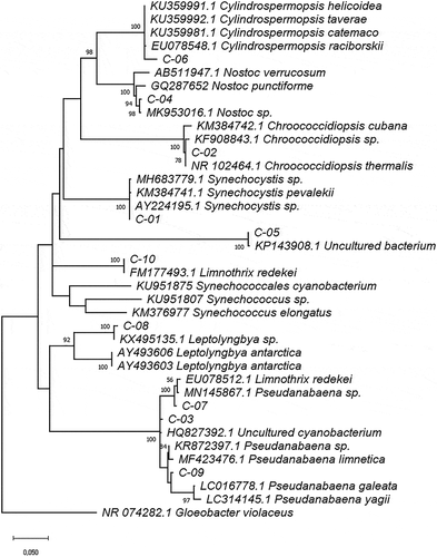 Figure 4. Phylogram constructed using 16S rDNA sequences from Ecuadorian cyanobacteria and similar sequences at the GenBank database. The phylogram was constructed using the maximum-likelihood method with Kimura 2 distance. Numerical values at the nodes of the branches indicate bootstrap values above 50%