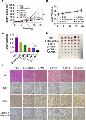 Figure 4 β-Mangostin-loaded nanoparticles inhibited the growth of glioma cells in a subcutaneous tumor model of C6 cells. (A) Relative tumor volume, (B) body weight, and (C) tumor weight in mice receiving different treatments. (D) Images of tumors in each tested group. (E) Images of tumor tissue sections after treatment with different nanocarriers and drug; sections were subjected to H&E staining, immunohistochemical detection, and TUNEL assay (scale bar = 200 μm). Data are presented as the mean ± S. D. of three independent experiments; **P < 0.01, ***P < 0.001.