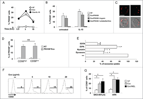 Figure 3. MM cell-derived exosomes are uptaken by primary NK cells and induce CD69 expression. (A) SKO-007(J3)-derived exosomes were labeled with the red fluorescent dye PKH26. Primary peripheral blood human NK cells were incubated for different times with 20 μg/mL of PKH26-labeled exosomes with or without IL-15 (50 ng/mL). The fluorescence of internalized exosomes was evaluated by immunofluorescence and FACS analysis and measured as the percentage of PKH26+ cells. One representative experiment is shown. (B) NK cells were cultured for 3 h in the presence of PKH26-labeled exosomes and IL-15 as described in panel (A), or with a combination of PKH26-labeled exosomes and trypsin, or PKH26-labeled and unlabeled exosomes at 1:3 ratio. The mean of three independent experiments ± SEM is shown. (C) NK cells were incubated for 3 h with PKH26-labeled exosomes (20 µg/mL), washed and plated on poly-L-lysine-coated multichamber glass plates and fixed. Images were acquired using an ApoTome Observer Z.1 microscope with a 60x/1.4 NA Plan-Neofluar oil immersion objective. Upper panels: Representative images of single cells are shown as maximum intensity projection (3 Z sections with 0.2 μm spacing). Lower panels: Differential interference contrast overlay the fluorescence images were also shown. Bar represents 5 µm. (D) NK cells were incubated for 3 h with PKH26-labeled exosomes (20 µg/mL), anti-CD56APC was added the last 20 min. Cells were washed and the fluorescence of internalized exosomes was evaluated by immunofluorescence and FACS analysis and measured as the percentage of PKH26+ cells by gating on CD56low and CD56high subsets. The mean of four experiments is shown. (E) NK cells were pre-treated for 1 h with EDTA (2 mM), EIPA (50 μM), dynasore (50 μM), nystatin (40 μg/mL) and then incubated for 3 h with PKH26-labeled exosomes (20 µg/mL), the fluorescence of internalized exosomes was evaluated by immunofluorescence and FACS analysis and measured as the percentage of PKH26+ cells. Data expressed as the percentage of uptake were referred to the untreated cells considered as 100%. Values reported represent the mean of three independent experiments ± SEM. (F) NK cells were incubated for 48 h with different amounts of SKO-007(J3)-derived exosomes as indicated. CD69 expression was evaluated by immunofluorescence and FACS analysis. Numbers in each histogram represent the percentage of CD69+ cells. A representative experiment is shown. (G) NK cells were incubated with 20 μg/mL of SKO-007(J3) and ARK–derived exosomes as described in panel (F). Where indicated, exosomes were prepared from MEL-treated MM cells (exo MEL). Data are represented as the mean values of the percentage of CD69+ NK cells of four (for SKO-007(J3)-derived exosomes) or five (for ARK-derived exosomes) independent experiments ± SEM.