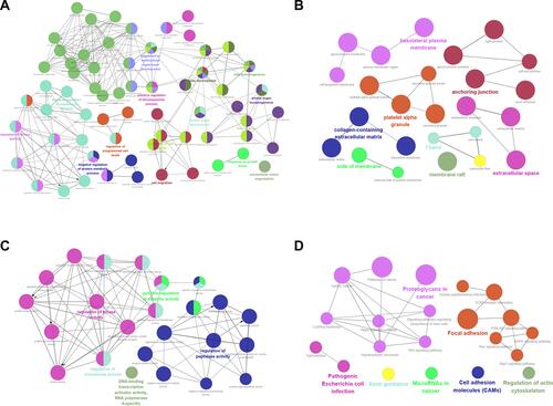 Figure 2 GO terms and KEGG pathway analysis of candidate DEGs in choriocarcinoma. (A) BP-associated category; (B) CC-associated category; (C) MF-associated category; (D) KEGG pathways.