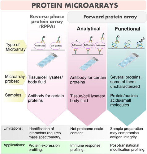Figure 2. A protein microarray (protein chip) is a high throughput method used to track the interactions and activities of proteins. Protein microarrays are typically prepared by immobilizing proteins onto a microscope slide using a standard contact spotter or non-contact microarray. There are three types of protein microarrays that are currently used to study the biochemical activities of proteins: Analytical protein microarrays are mostly represented by antibody arrays and focus on protein detection. In this class of microarrays, targeted proteins can be detected either by direct labeling or using a reporter antibody in sandwich assay format. Functional protein microarrays have broad applications in studying protein interactions, including protein binding and enzyme-substrate reactions. Reverse-phase protein microarrays provide a different array format by immobilizing many different lysate samples on the same chip. There are five major areas where protein arrays are being applied: diagnostics, proteomics, protein functional analysis, antibody characterization and treatment.