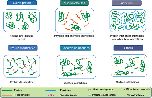 Figure 2. Interactions of proteins with other macromolecule type.