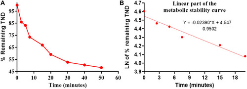 Figure 5 The metabolic stability curve of TND in HLMs (A) and the regression equation of the linear part of the curve (B).