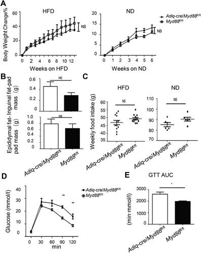 Figure 4. Adipocyte-intrinsic deletion of Myd88 promoted diet-induced glucose metabolic abnormalities. 6-8-week-old Adiq-cre/Myd88fl/fl male mice and their littermate controls previously fed on ND were switched to HFD. Mice that were continuously fed with ND were used as controls. (A) Body weight changes with time. NS, no statistical significance using two-way ANOVA. (B) Fat-pad mass at 12 weeks post-HFD. NS, no statistical significance using a t-test. (C) Weekly food intake. NS, no statistical significance using a t-test. (D and E) After 12 weeks of HFD feeding, the mice were fasted overnight and then administered glucose intraperitoneally. Blood glucose levels were measured at the indicated time point (D) and the area under curve (AUC) was calculated accordingly (E). *P < 0.05; **P < 0.01 using two-way ANOVA (D) and T-test (E), respectively. One experiment representative of two independent experiments is shown. Data are presented as mean ± SE (n = 6-8 in each group).