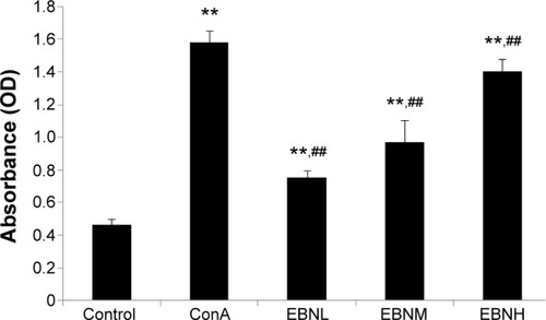 Figure 2 Effects of EBNE on the proliferation of lymphocytes.