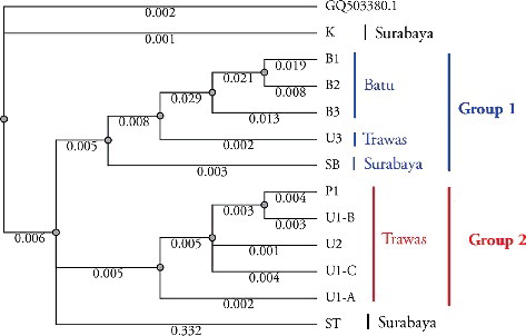 Figure 4. Phylogenetic tree of 12 samples of S. androgynus based on the nucleotide sequence of the ITS locus.