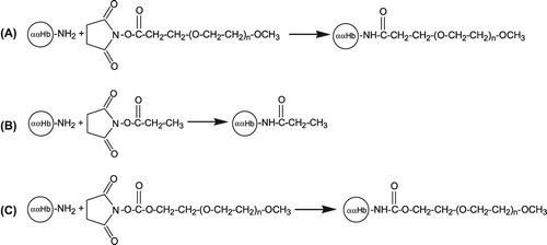 Figure 1. Schematic representation of the conjugation chemistry used for PEGylation of αα-fumaryl Hb. Succinimidyl esters are used to generate either isopeptide and of urethane linkage between Hb and PEG: (A) succinimidyl ester of propionic acid PEG (SPA PEG), (B) N-succinimidyl propionate, and (C) succinimidyl carbamate PEG (SC PEG).
