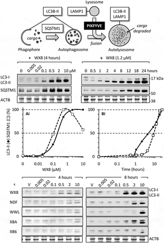 Figure 8. The WX8-family induced accumulation of autophagosome biomarkers. (a) U2OS cells were seeded in 6-well plates (0.7 x 105/well) and 24 h later added the indicated compound to give the indicated concentration (0 µM WX8 received vehicle alone). Cells were cultured for 4 h before total cell extracts were subjected to western immuno-blotting for LC3, SQSTM1 and ACTB/β-actin. Blot was developed with film. (ai) The ratios of LC3-II:ACTB and SQSTM1:ACTB in panel A for cells treated with vehicle alone (0 µM WX8) were subtracted from same ratios in samples treated with WX8. The results were normalized to the maximum ratio. Ratio in cells treated with vehicle (0 µM WX8) was plotted as 0.001 µM WX8 in order to apply a logarithmic scale. (b) U20S cells were cultured for the times indicated in the presence of 1.2 µM WX8 to produce 80% of the maximum observed in panel A. Total cell extracts were assayed at the times indicated. (bi) The ratios of LC3-II:ACTB and SQSTM1:ACTB in panel B were plotted as in panel Ai. (c) Western immuno-blots of LC3 protein present in total cell extracts at 4 h and at 8 h of culture in the presence of the indicated WX8-family member. The ratios of LC3-II:ACTB were plotted (Figure S4(a)). The 4 h samples were developed using the Azure c600 imaging system. The 8-h samples were developed with film. All blots were stained with Ponceau S to visualize the ACTB loading control.