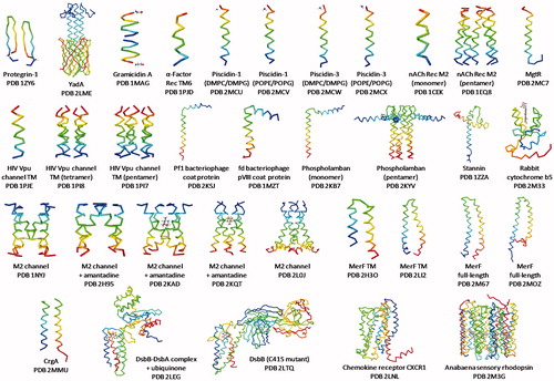 Figure 5. Gallery of solid-state NMR structures of integral membrane proteins. Backbone structures are shown for integral membrane proteins that have been determined by solid-state NMR or by solid-state NMR in combination with another technique (e.g., crystallography, solution-state NMR) and that have a PDB entry and have been published in a peer-reviewed journal (up to October 2015). Proteins are arranged (β-strand then α-helical transmembrane domain) in order of increasing size and complexity and they correspond with the details given in Table 1. Structures are coloured with the N-terminus in blue and the C-terminus in red. Structures were drawn with the given PDB file using Jmol: an open-source Java viewer for chemical structures in 3D (http://www.jmol.org/) (Herráez, Citation2006). This Figure is reproduced in colour in Molecular Membrane Biology online.