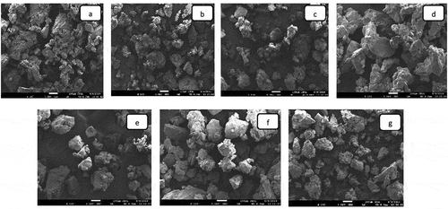 Figure 2. SEM images of dried mango powders (magnification * 100,5.0kv)
