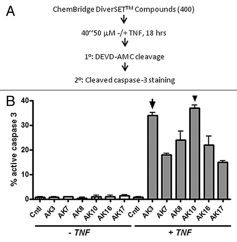 Figure 1. Identification of compounds that induce caspase-3 activation in TNFdependent manner. (A) Schematic of the strategy employed for screening compounds from ChemBridge DIVERSetTM library. HT29 colon cancer cells were treated with the test compounds for 18 h in the presence or absence of TNF (50 ng/ml). Cell lysates were prepared and tested for caspase-3 activity using the DEVD-AMC fluorogenic substrate. (B) The compound screen identified six compounds that induced caspase-3 activation only in the presence of TNF using a DEVDase assay. As a secondary screen compounds were tested by immunostaining cells using an antibody specific for cleaved/active caspase-3. Images were captured and the fraction of cells staining positively for caspase-3 was quantified. AK3 and AK10, two of the most active compounds, were selected for further investigation.